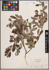 Foto von Salix cinerea L.